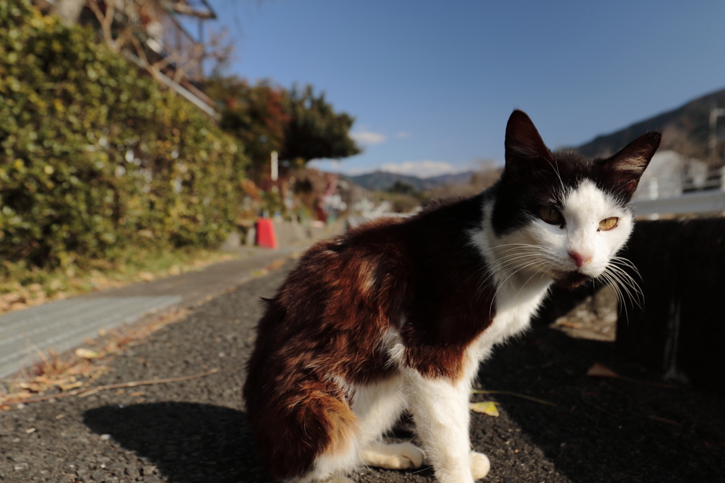 ある山里で出会った猫