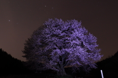夜の天王桜