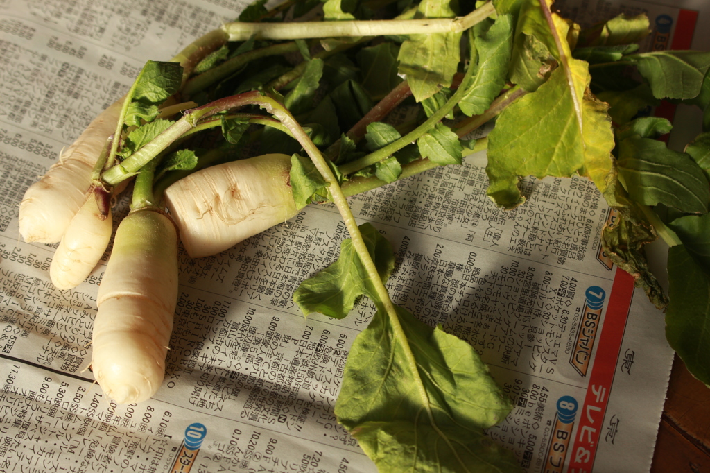 家にあったミニ大根で遊んでみました