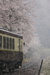 雪桜