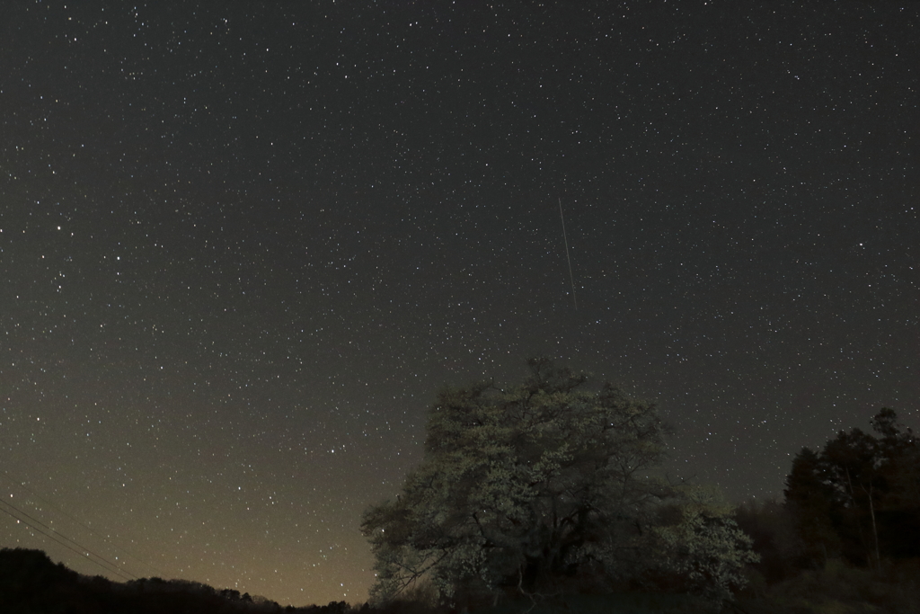 発知ヒガンザクラ夜空に咲く