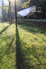 朝の木陰