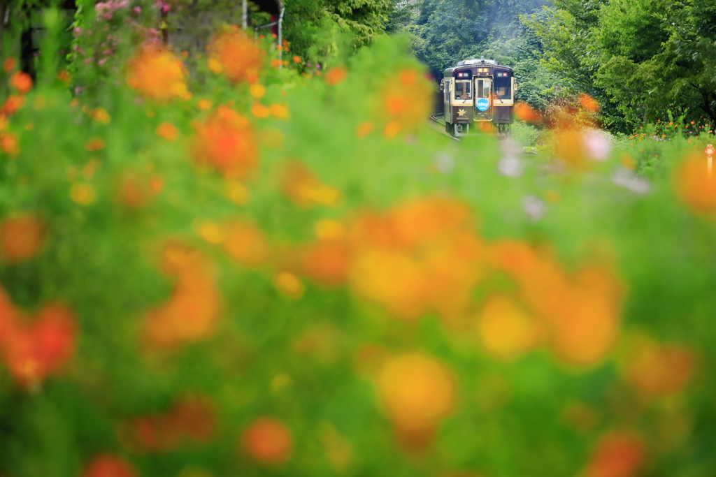 キバナとともに日暮れる