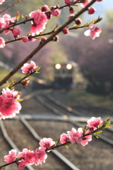 神戸(ごうど)駅の花桃　朝を向かえる