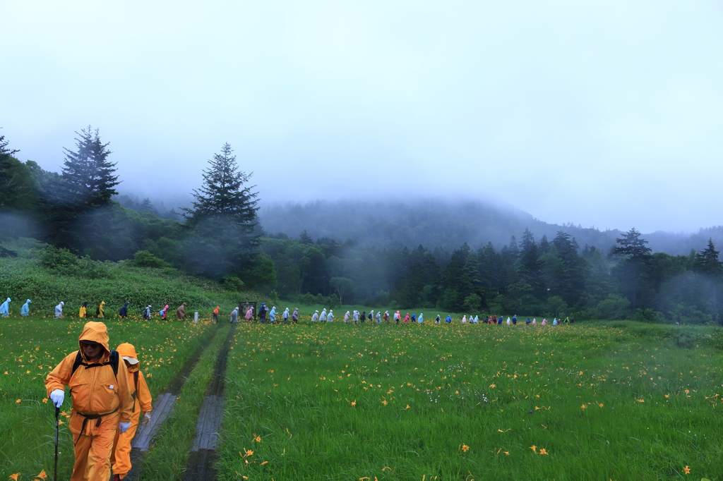 雨の大江湿原