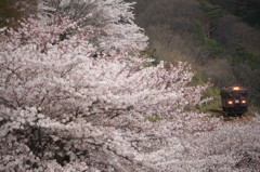 わたらせにも桜の季節がやってきました♪