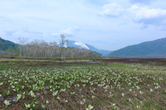 尾瀬の景色