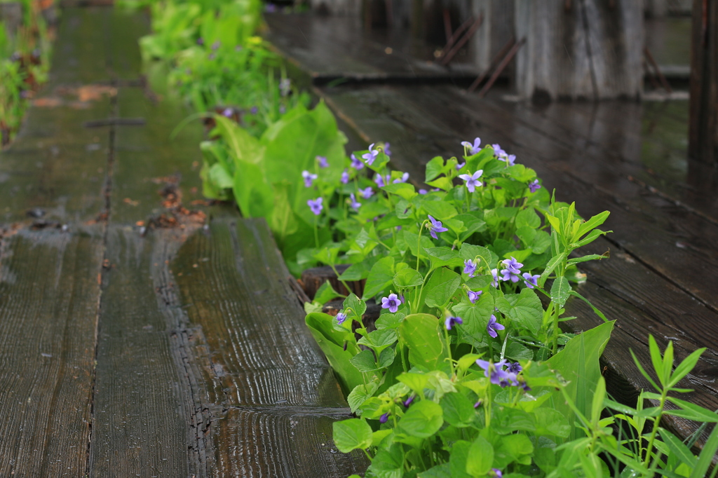 尾瀬で出会った花や植物 3