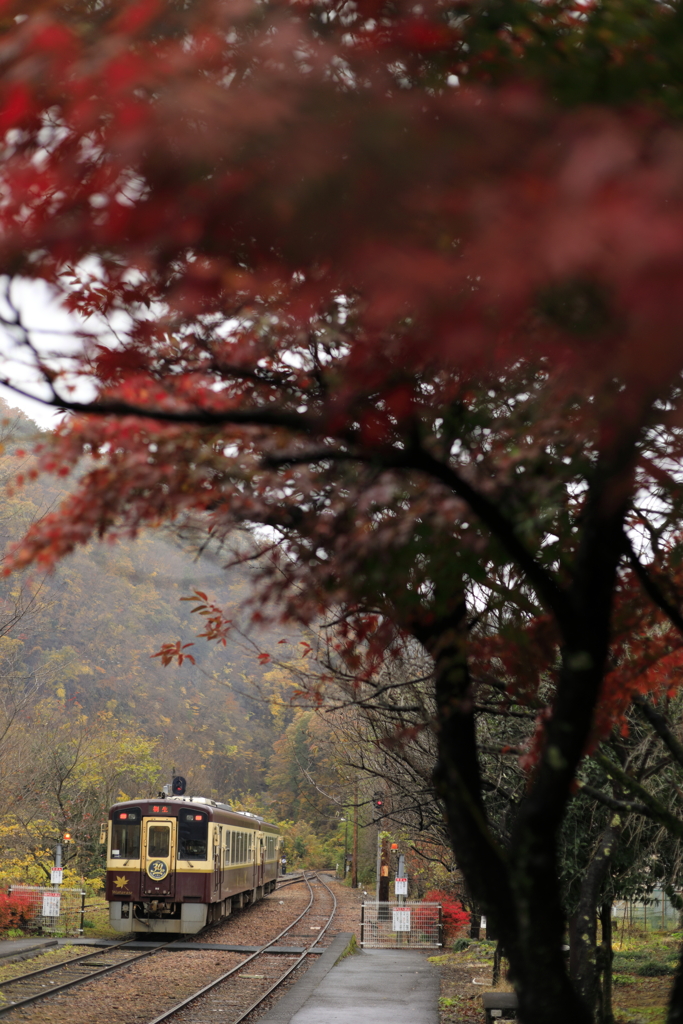 秋の渓谷鉄道　８