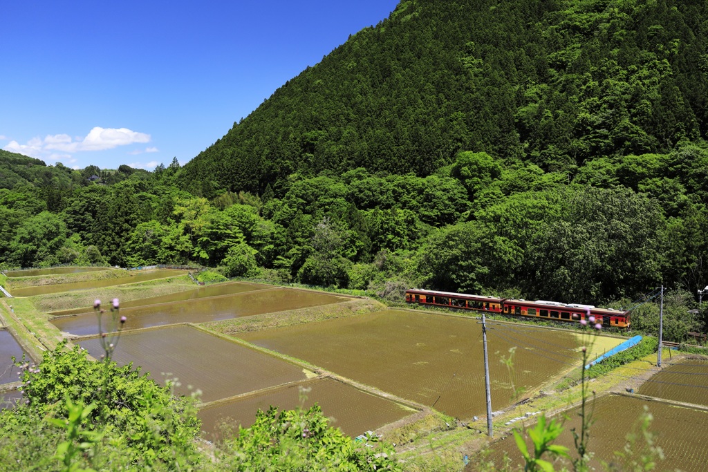 わたらせ　初夏の候