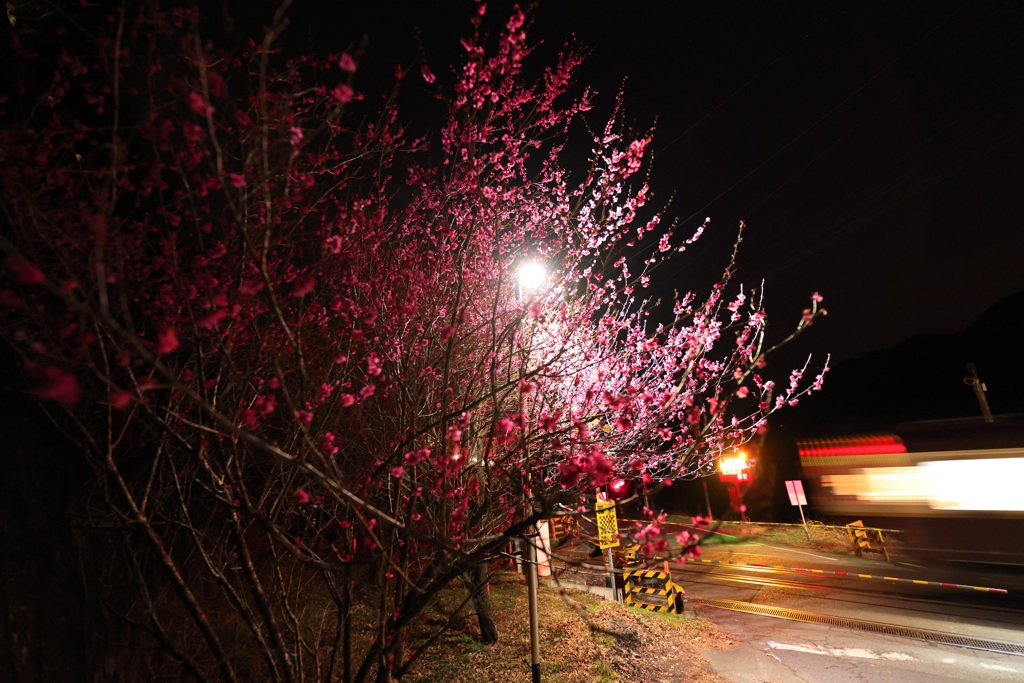 夜の紅梅