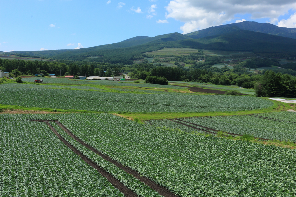 嬬恋村のキャベツ畑