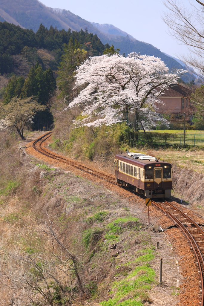 春のS字