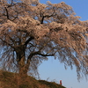 夕日を受ける一本桜