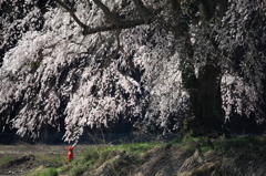 今年も来たなぁ
