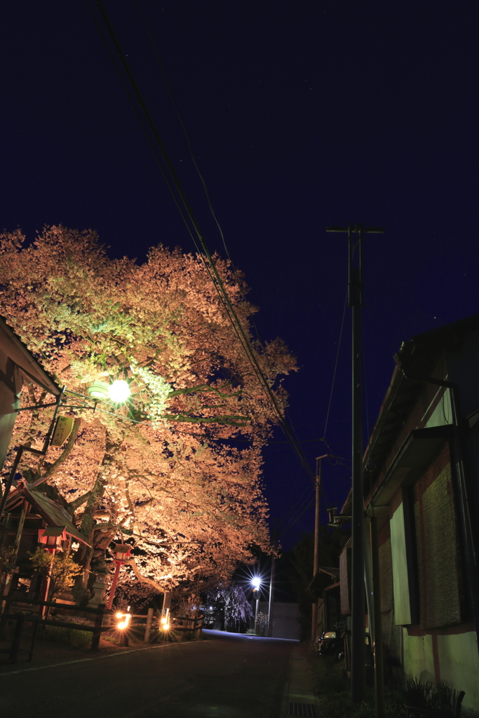 山妻有の桜