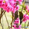 花桃に誘われて