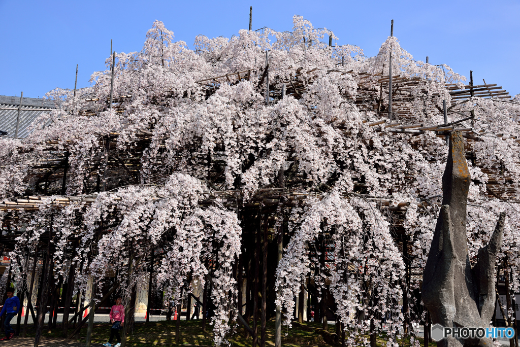 満開の大枝垂れ桜