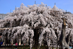 満開の大枝垂れ桜