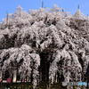 満開の大枝垂れ桜