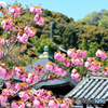 春の當麻寺