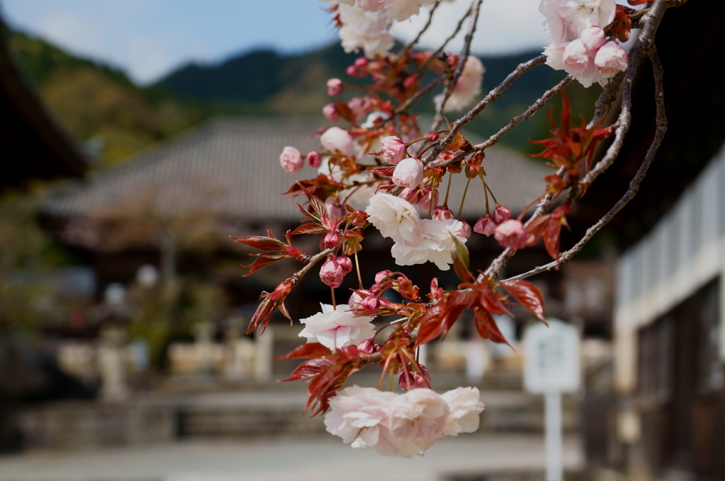當麻寺の八重桜