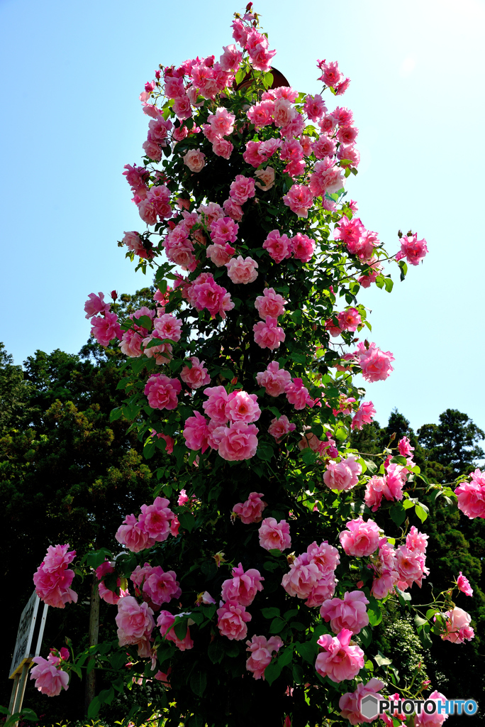 霊山寺の薔薇３