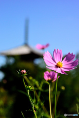 法起寺三景（秋桜）