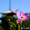 法起寺三景（秋桜）