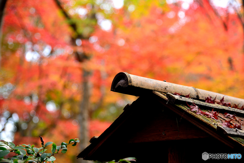 祇王寺２