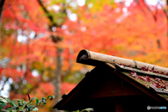 祇王寺２