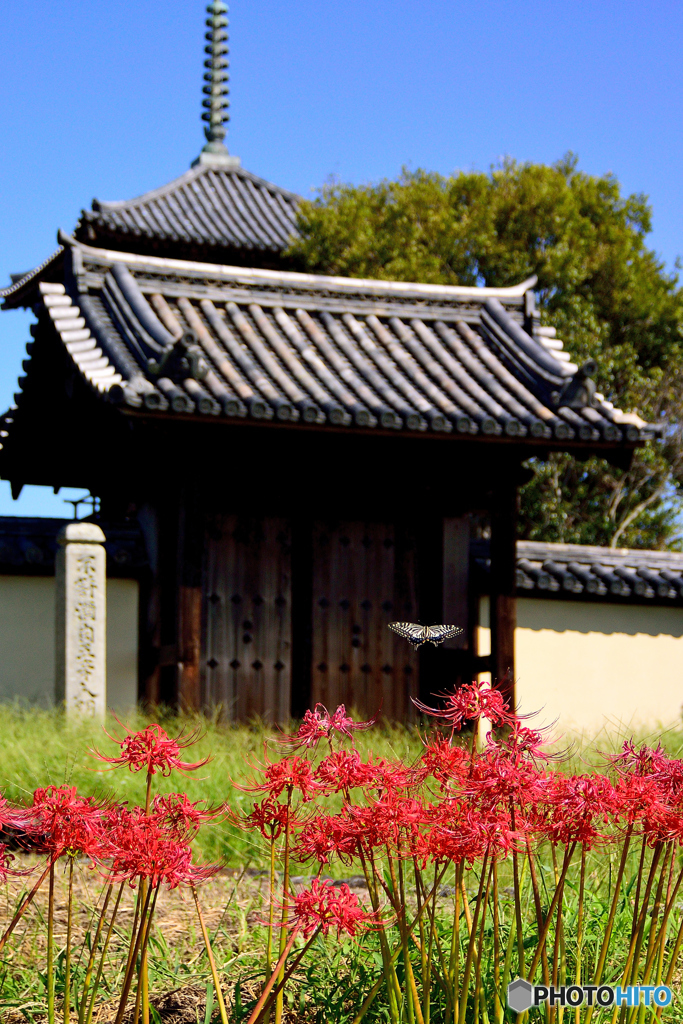 法起寺三景（彼岸花）