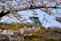 大阪城庭園の桜