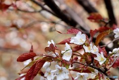 若葉桜