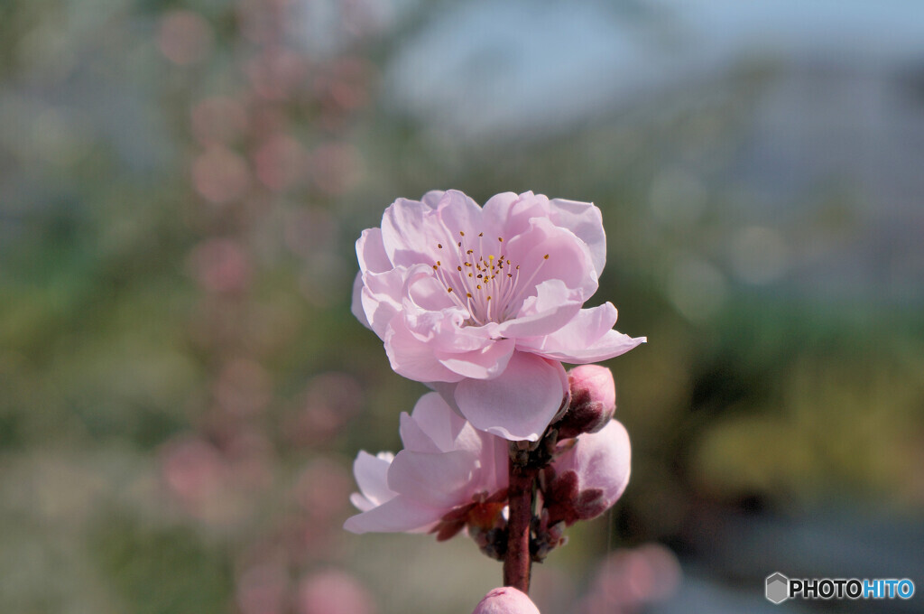 花桃一輪