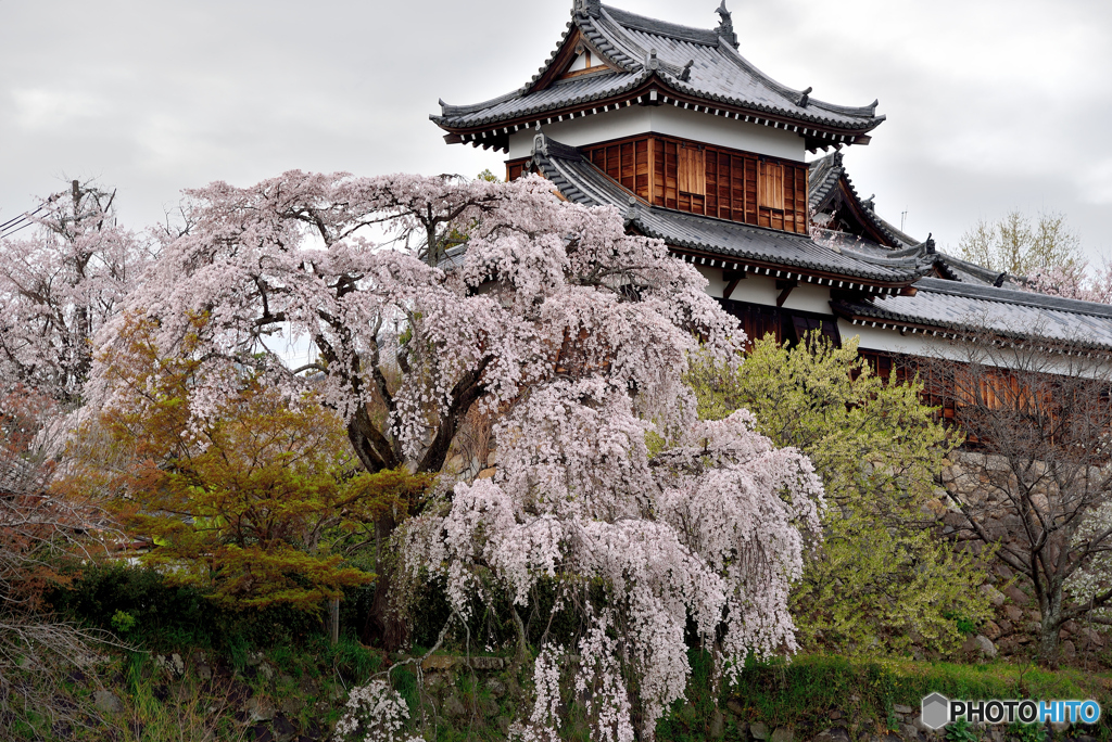 郡山城址の枝垂れ桜