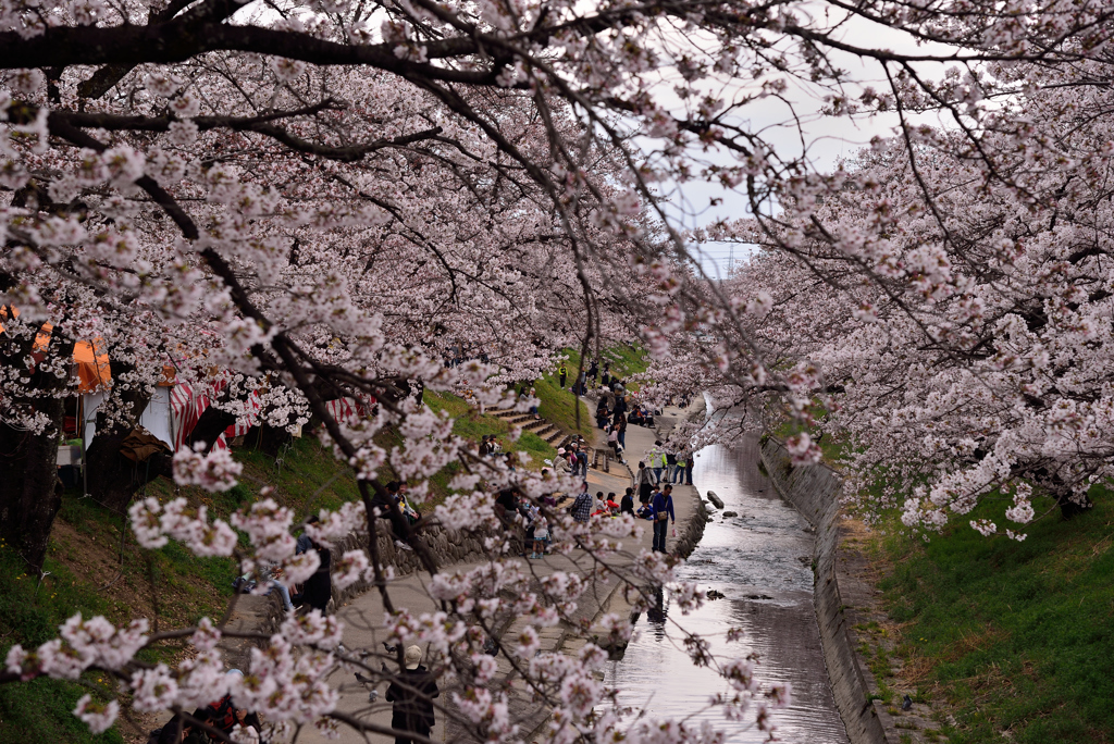 高田千本桜