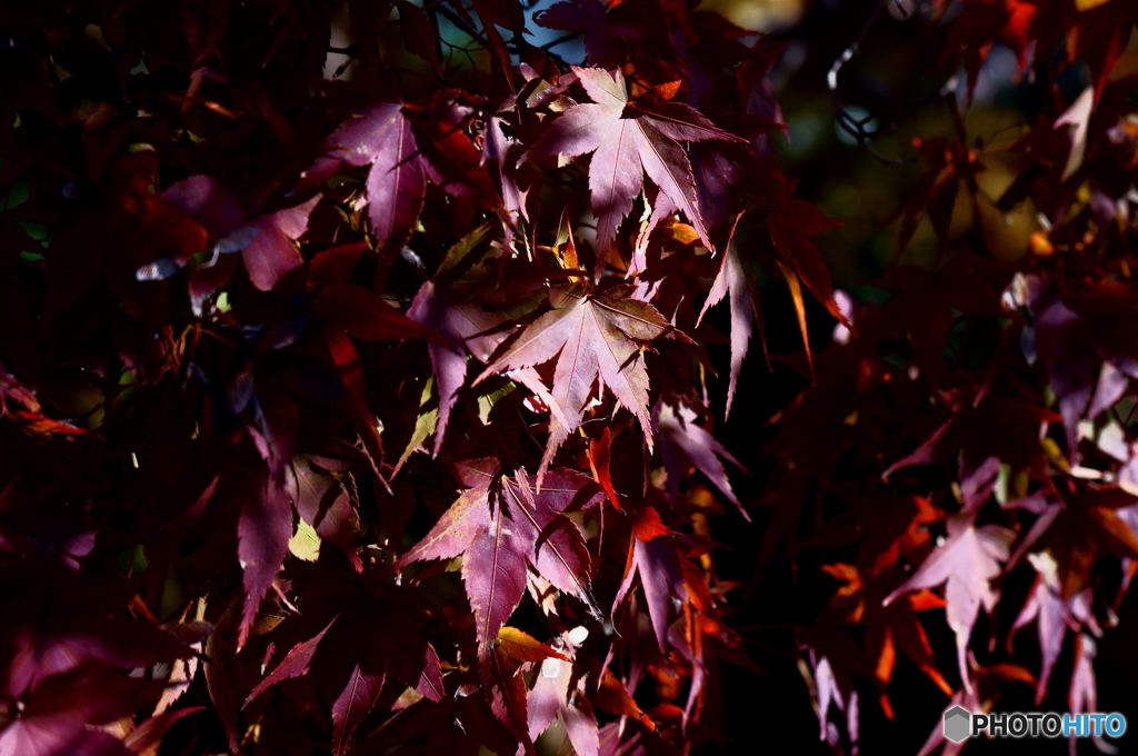 濃紅葉