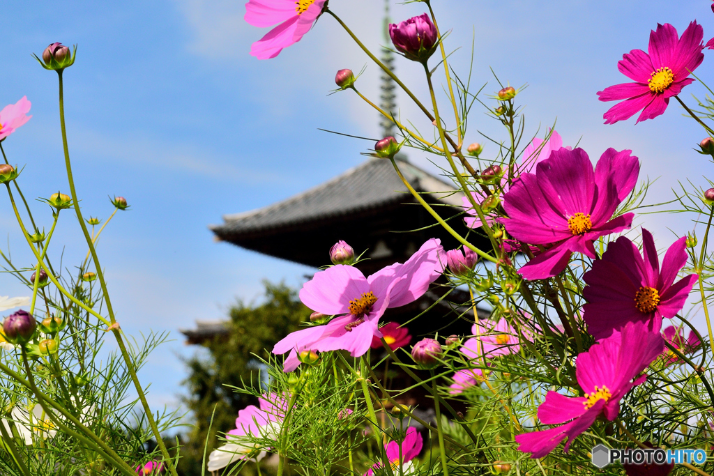 法起寺の秋桜