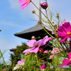 法起寺の秋桜