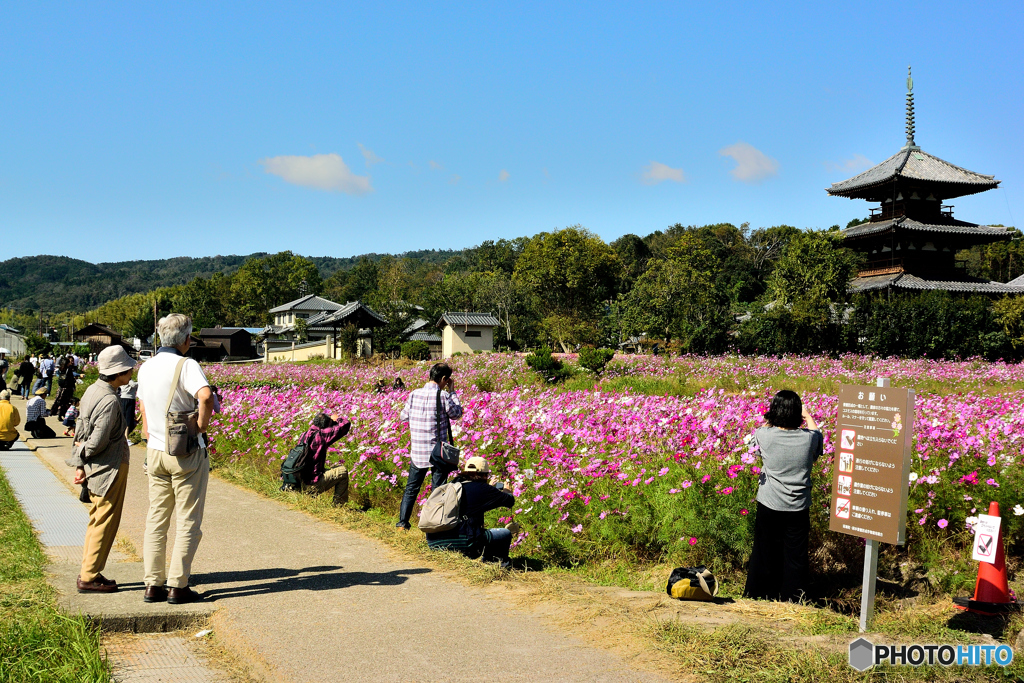 沢山のカメラとコスモスの法起寺