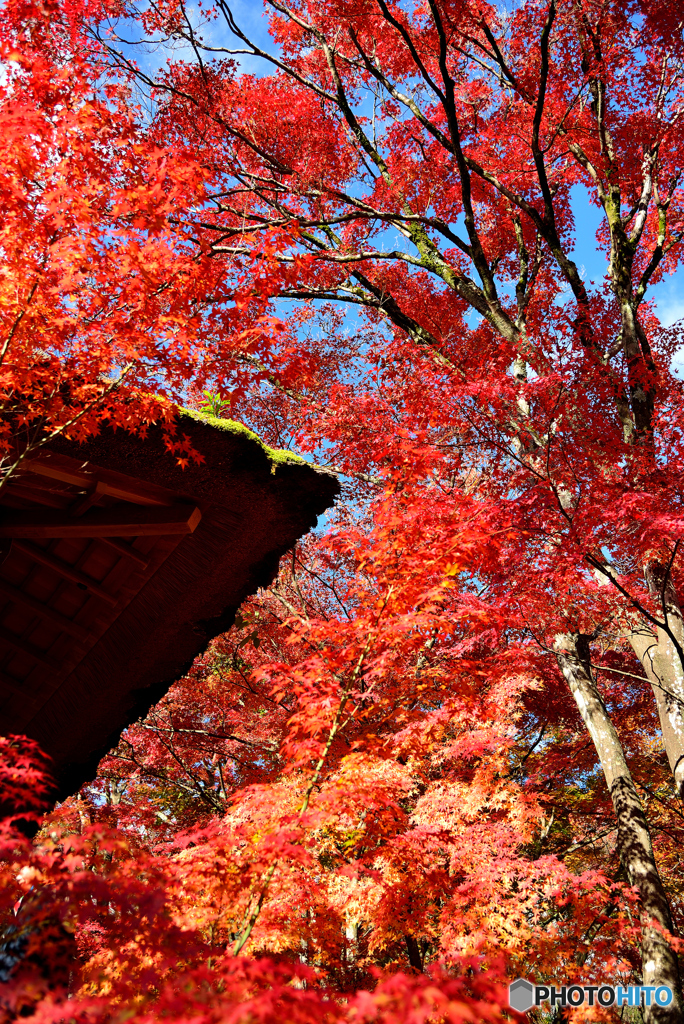 常寂光寺１