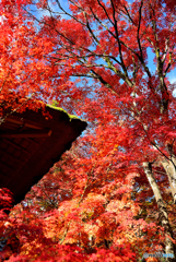 常寂光寺１