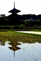 初夏の法起寺（２）