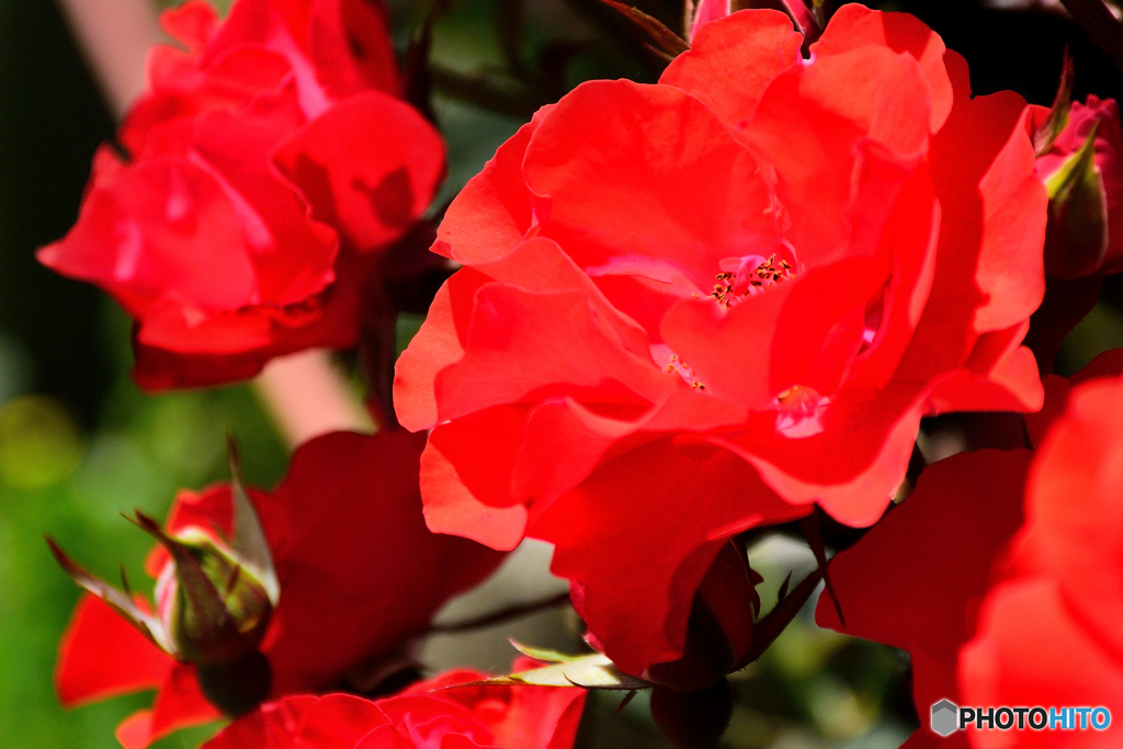 真紅の薔薇
