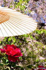 ボタン桜