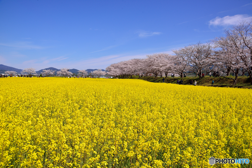 藤原京跡の桜