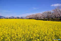 藤原京跡の桜