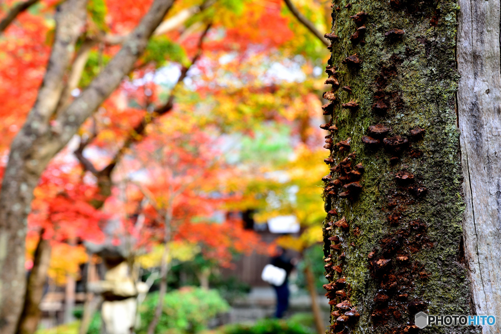 うろこのような？？たけ？