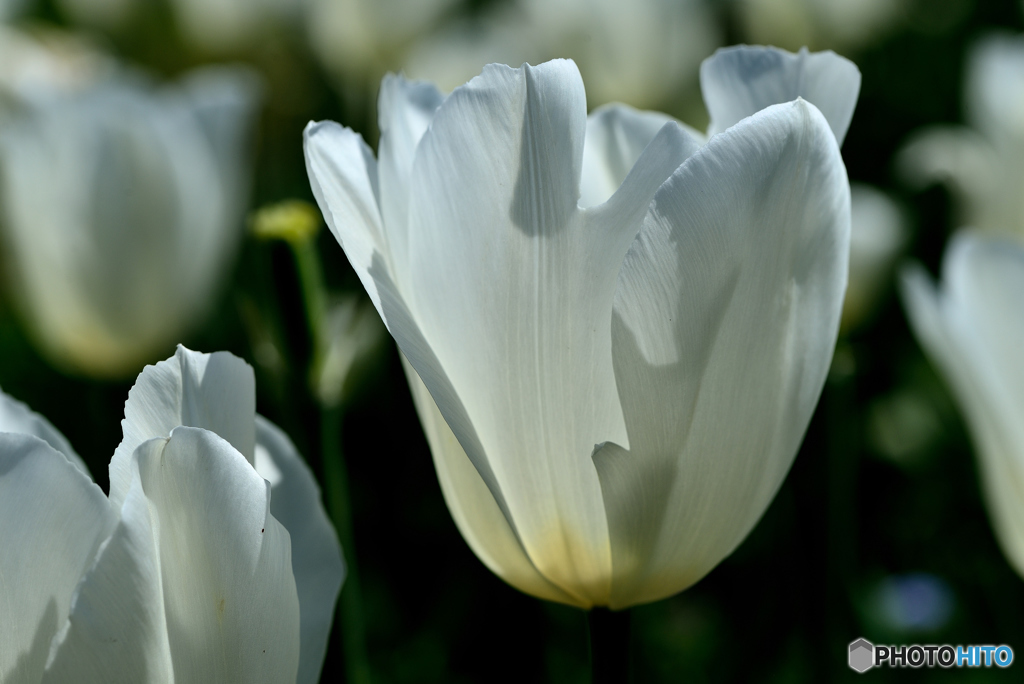 チューリップ白黒